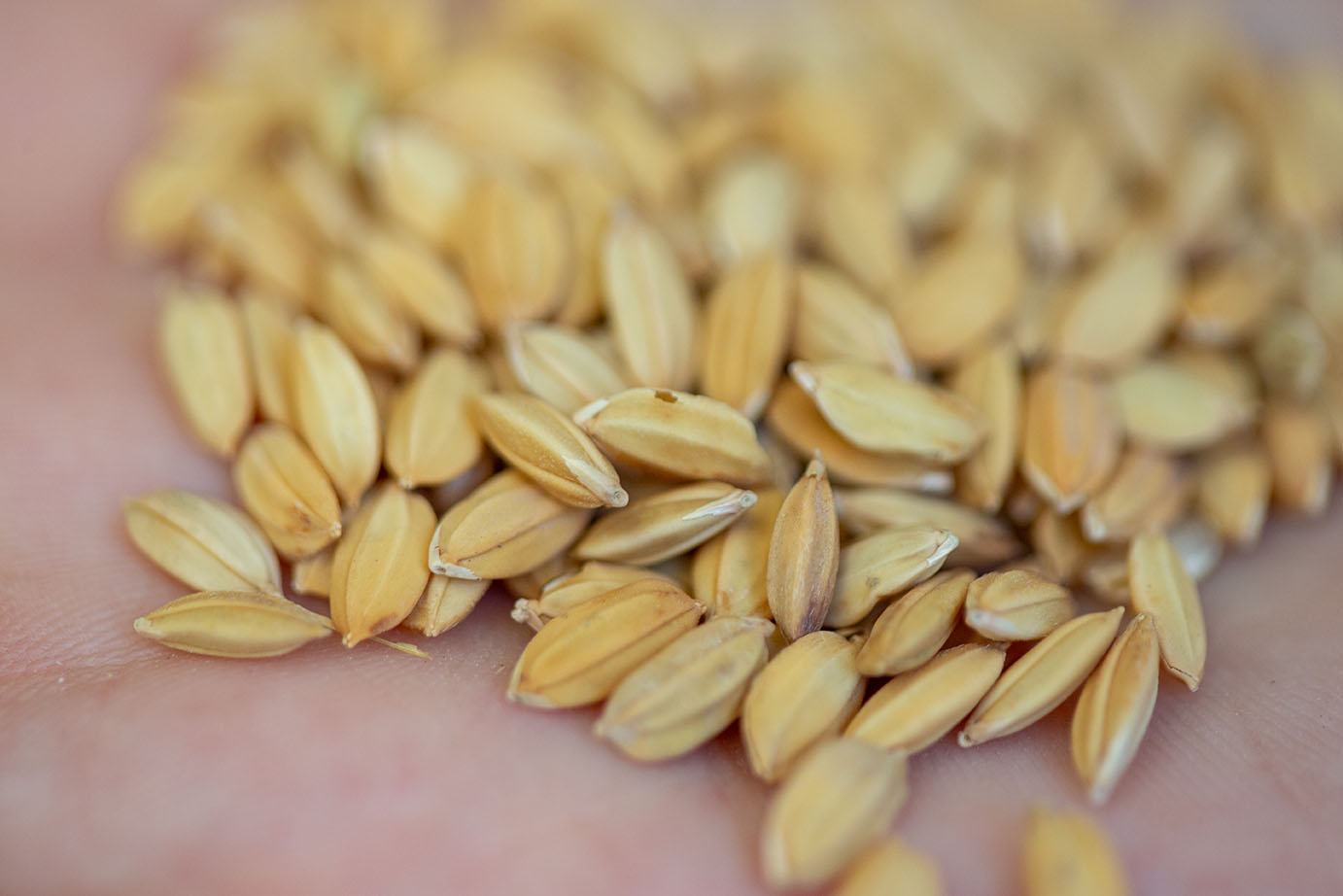 Vendemos todas las variedades de arroz