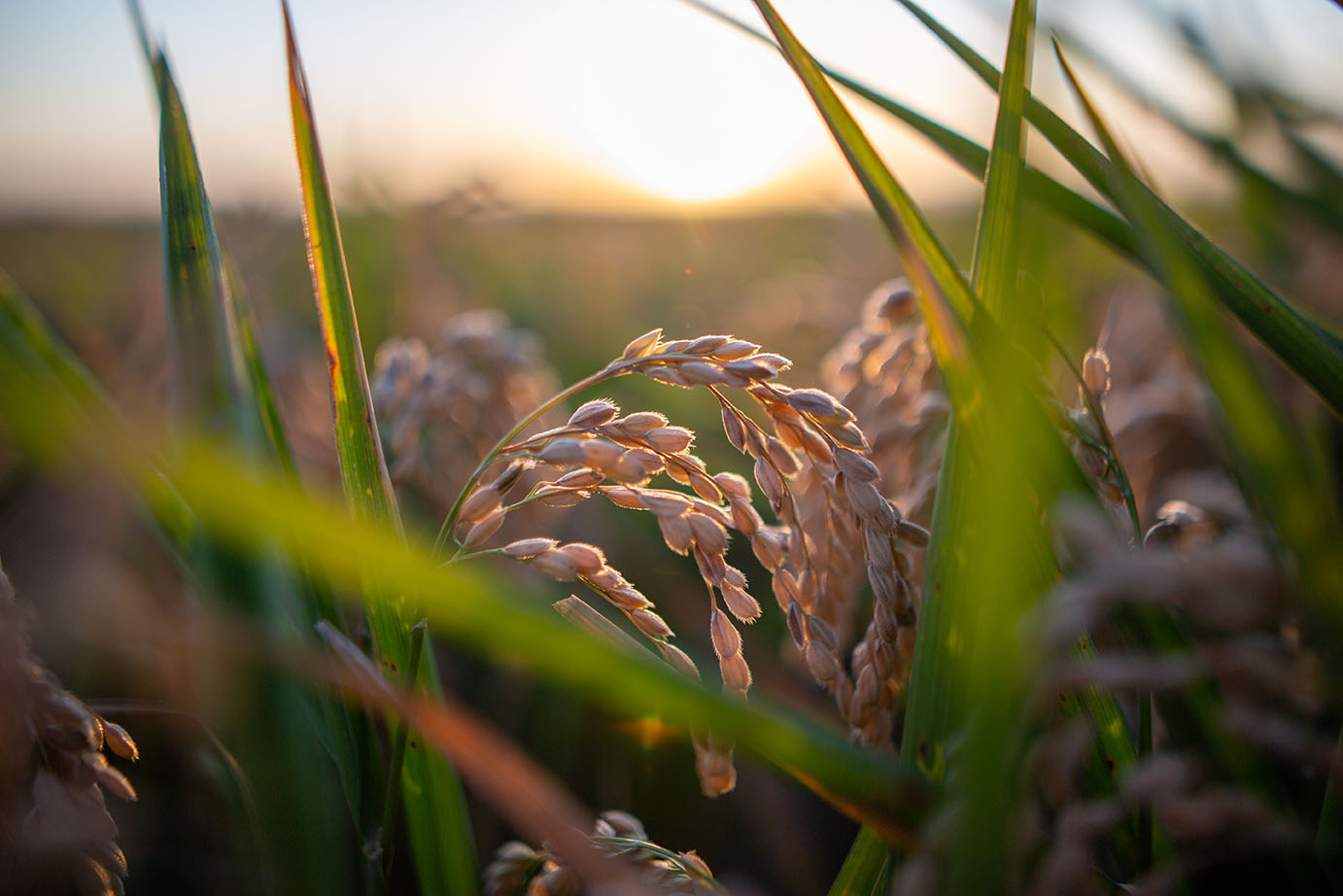 We are producers and dealers of rice